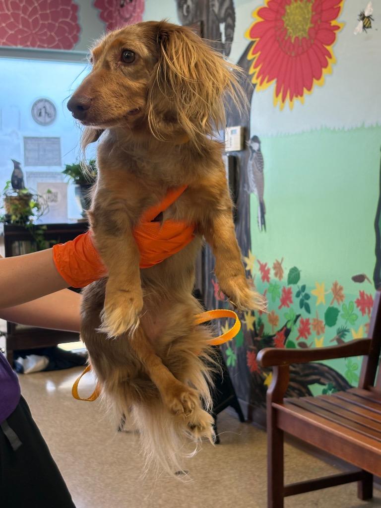 Bubba, Adoptable, Young Male Dachshund.