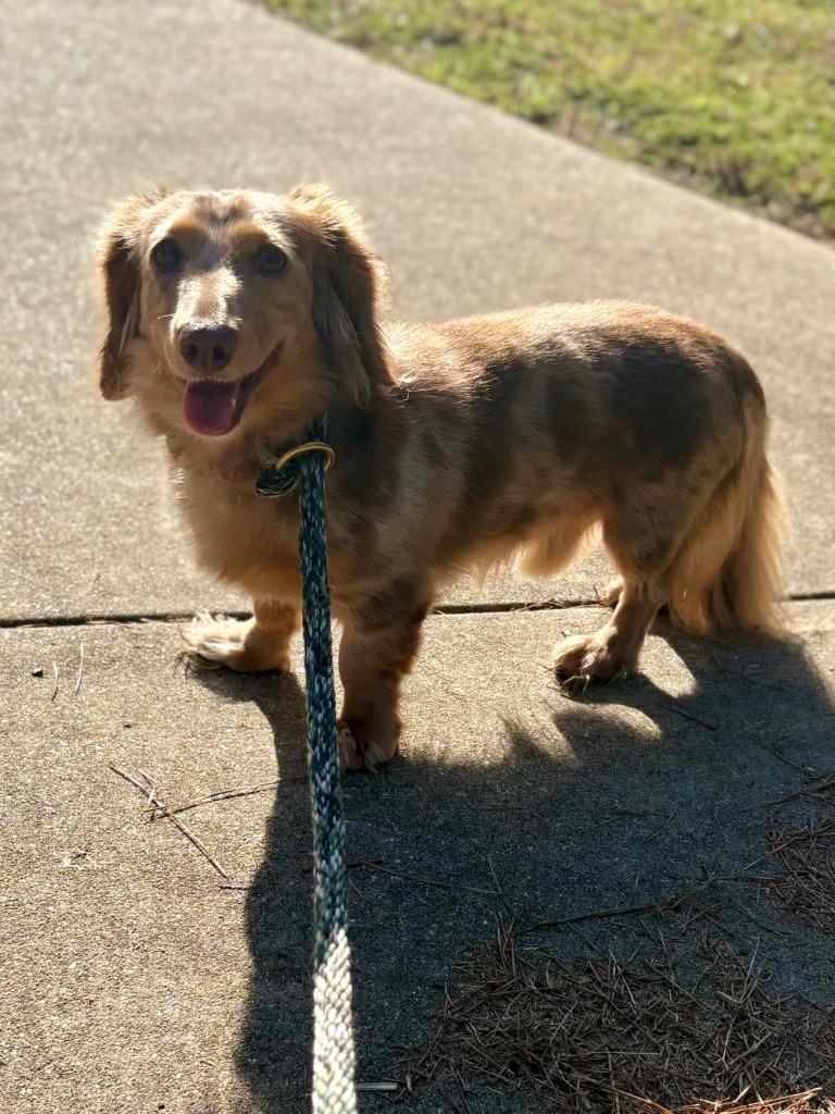 Enlarge Bubba, a Adoptable Dachshund in Nacogdoches, TX image 2/2