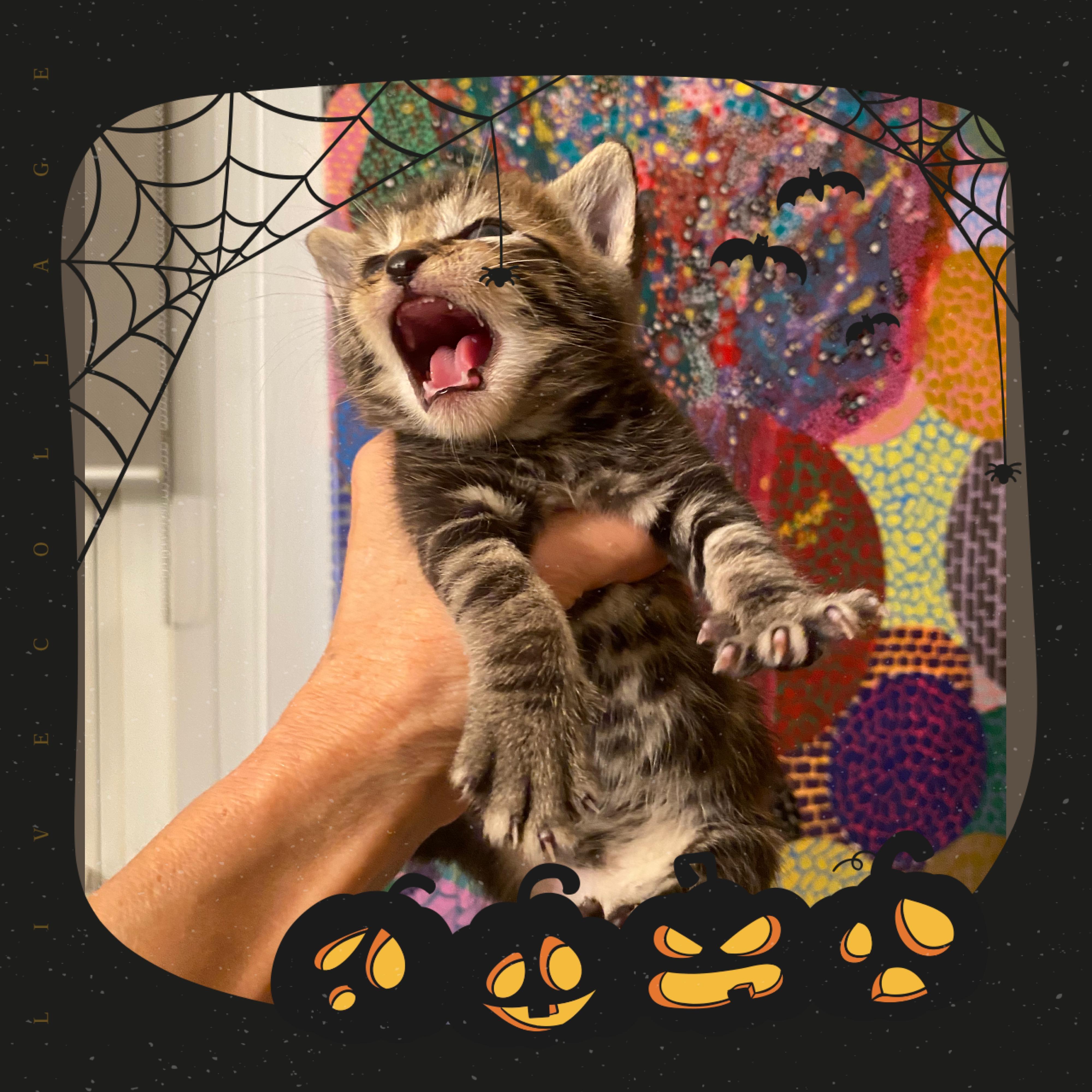 Enlarge Miles, a Adoptable Domestic Short Hair in Hoboken, NJ image 2/2