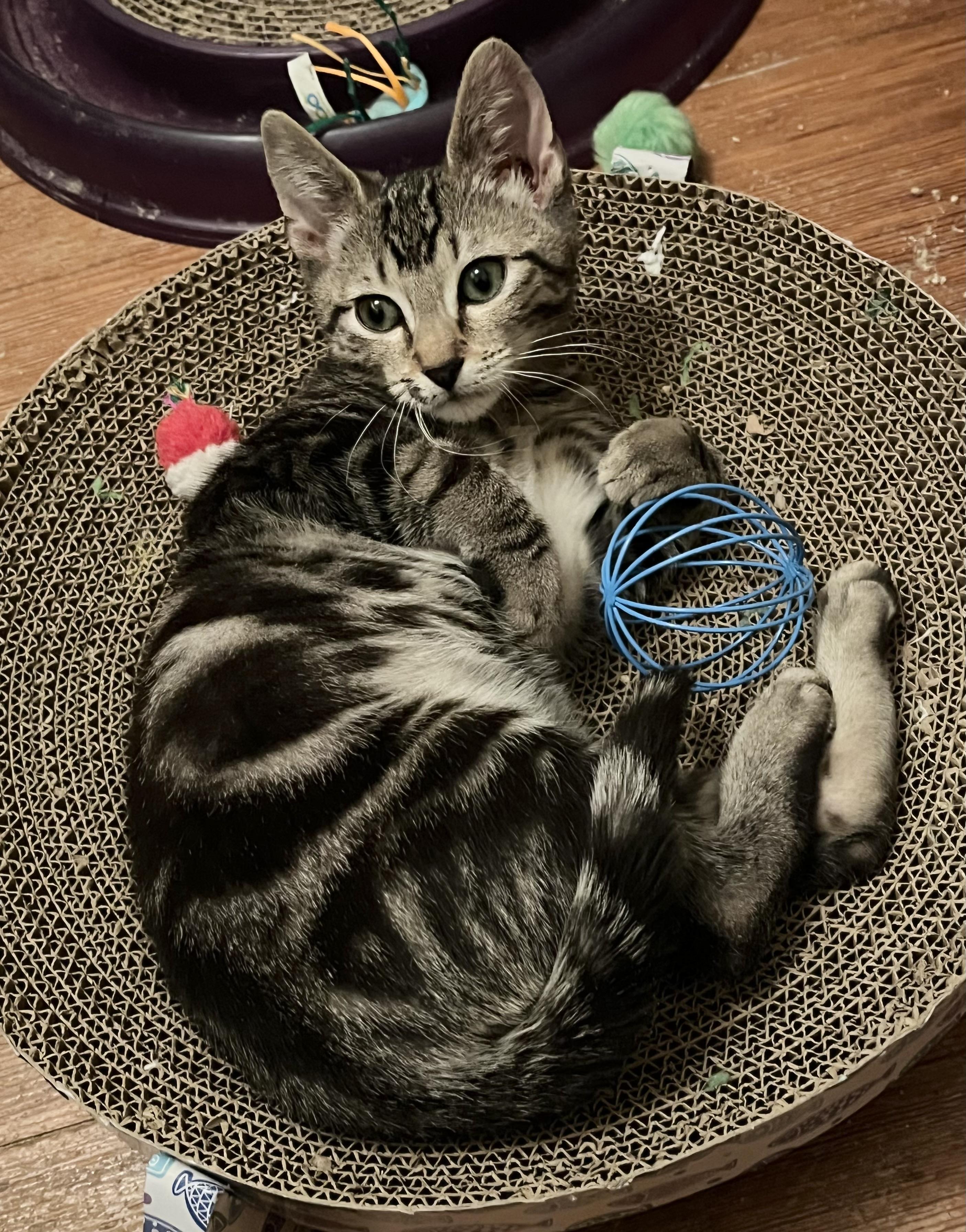 Enlarge Miles, a Adoptable Domestic Short Hair in Hoboken, NJ image 1/2