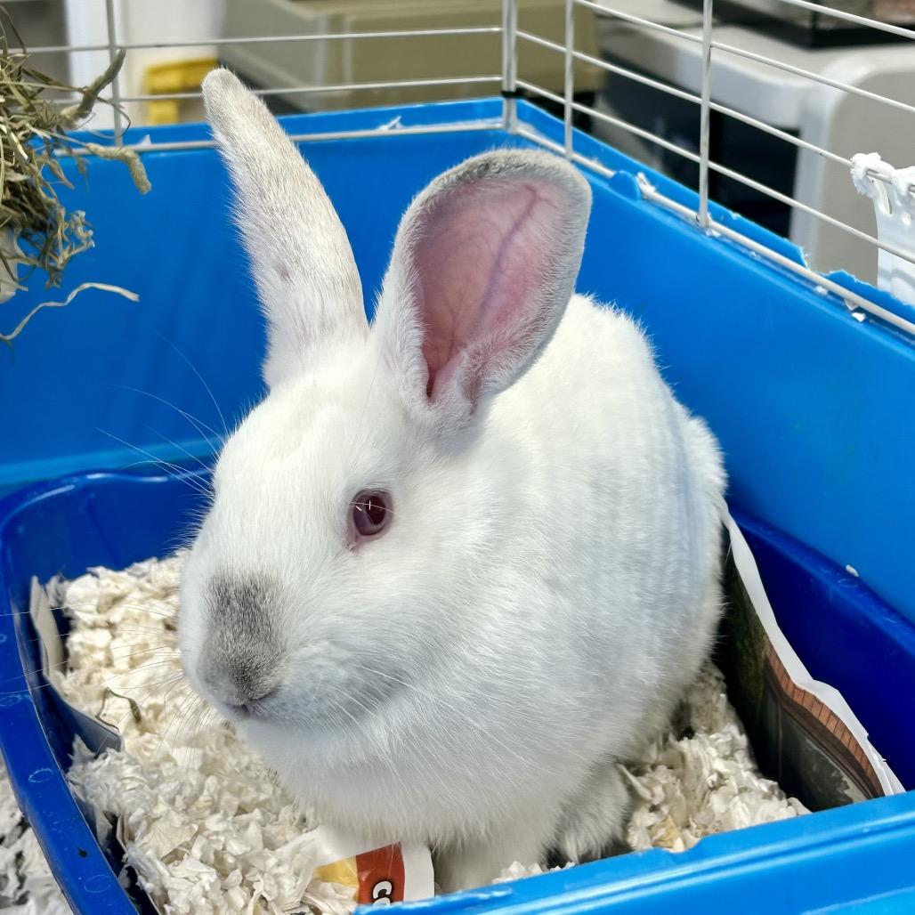 Lily, a Adoptable American in Henderson, NV image 2/2