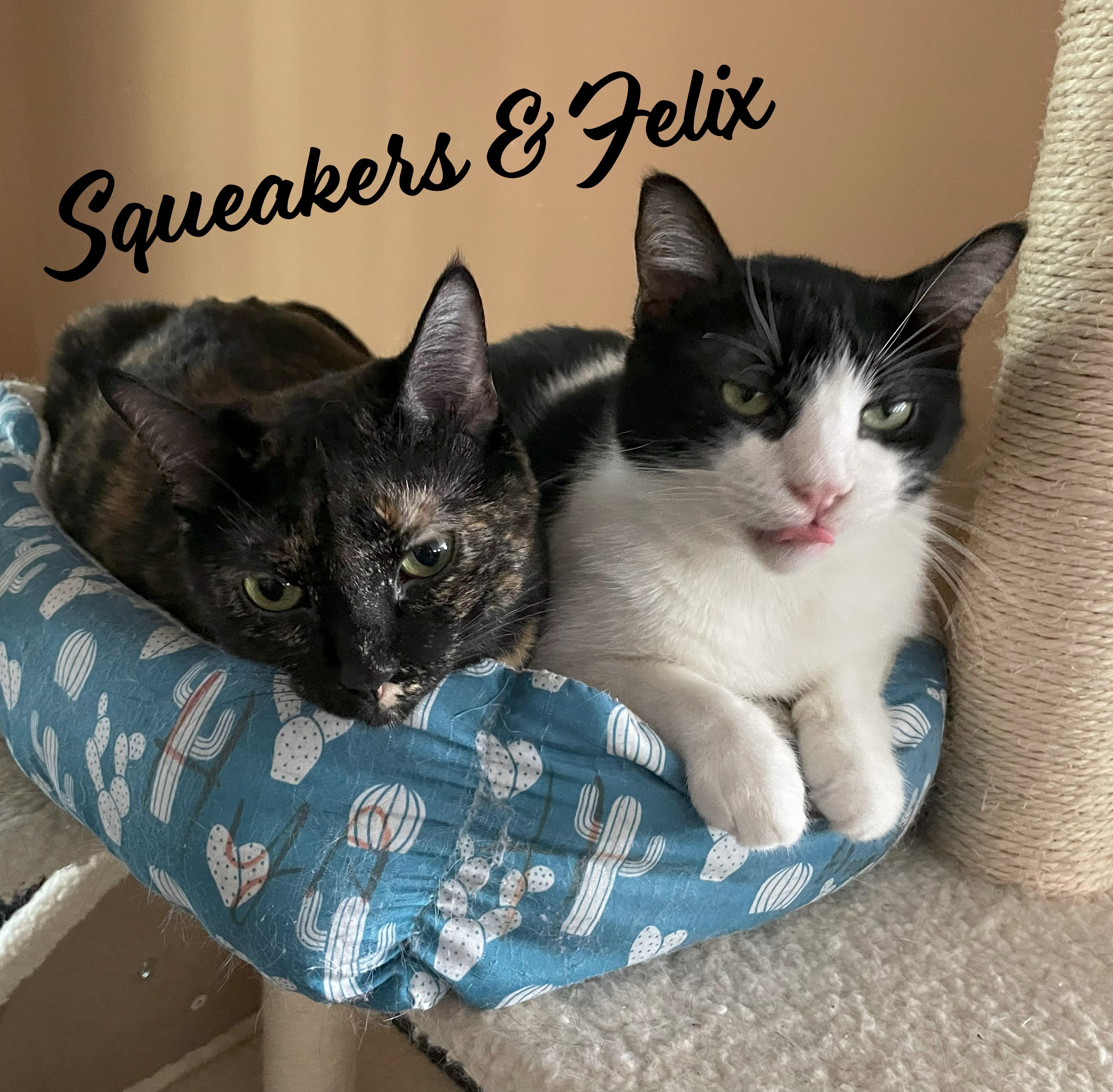 Felix & Squeakers #bonded-pair