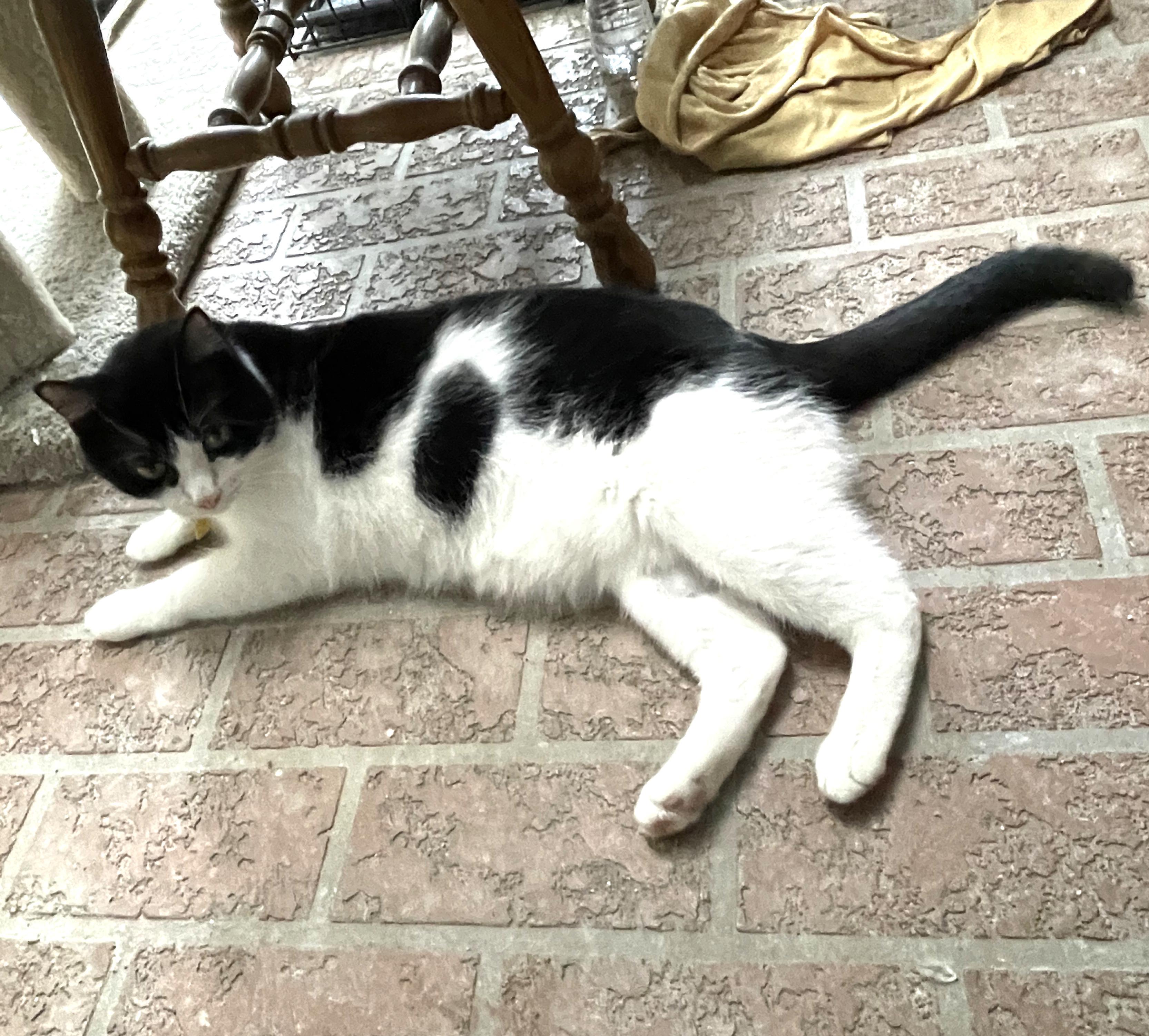 Felix & Squeakers #bonded-pair