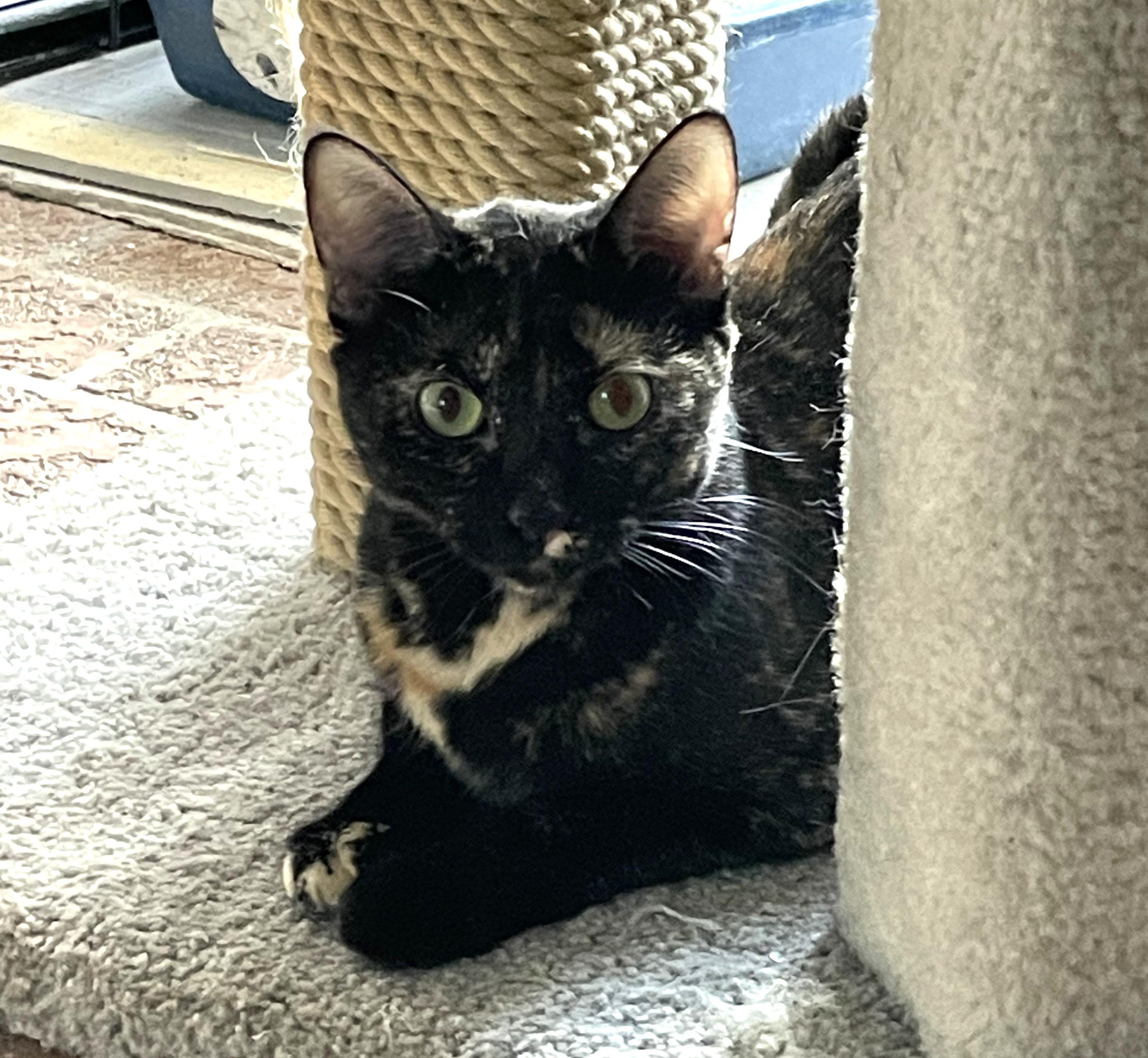 Felix & Squeakers #bonded-pair