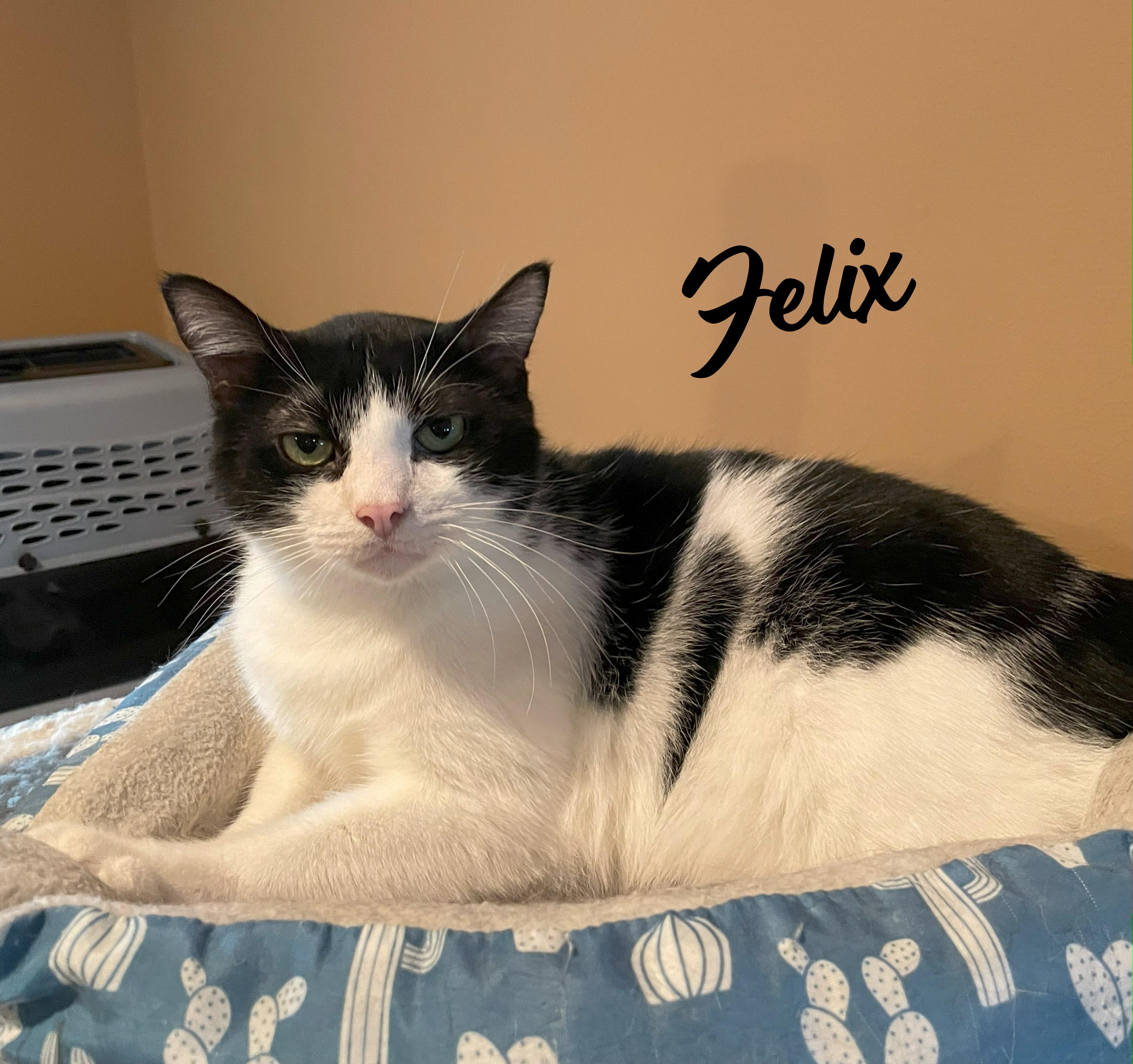 Felix & Squeakers #bonded-pair