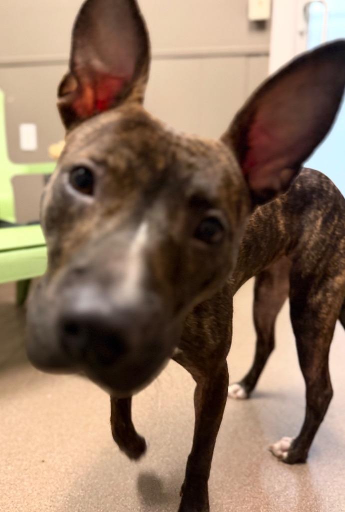 Skylar, Adoptable, Young Female Pit Bull Terrier.