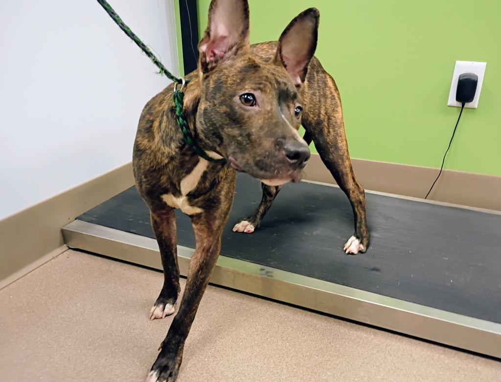 Skylar, Adoptable, Young Female Pit Bull Terrier.