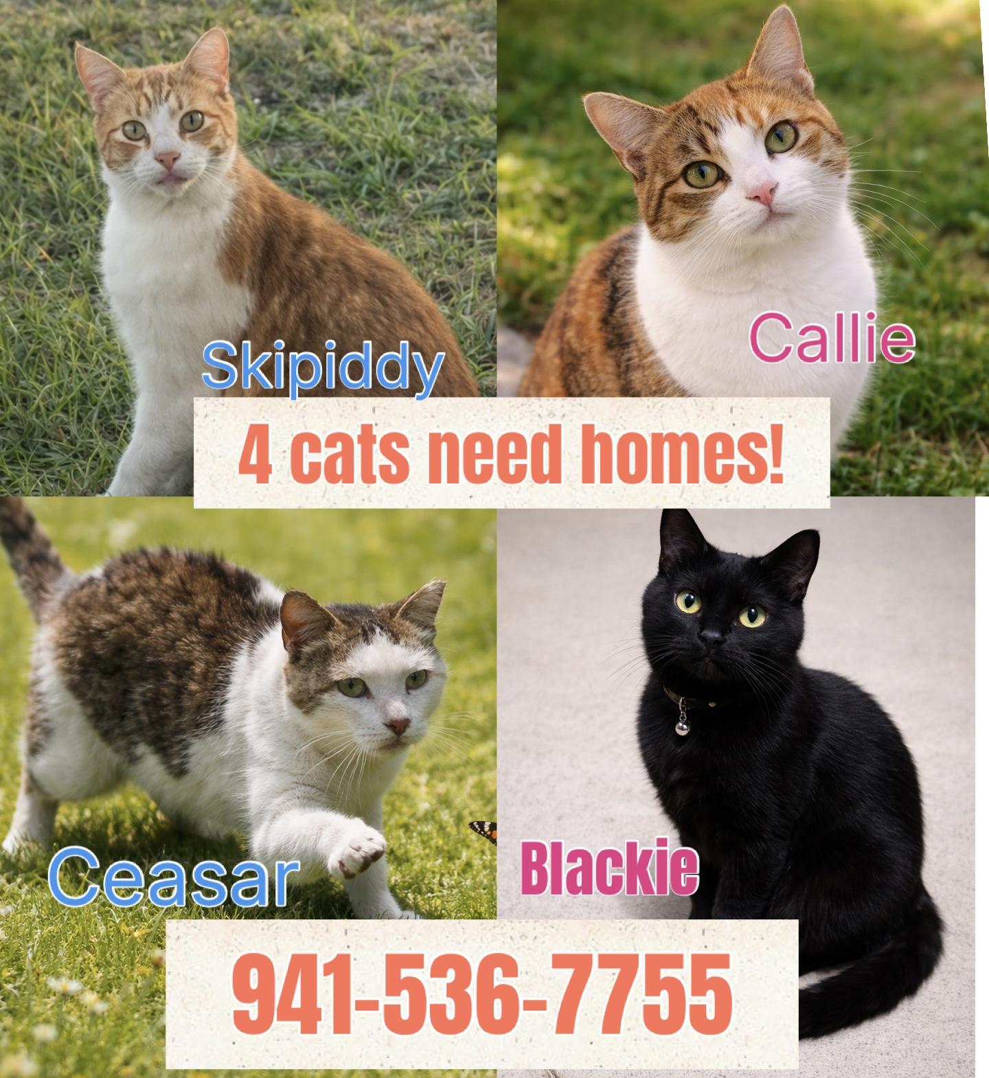 Enlarge 4 cats need homes!! So sweet! Orange City, a ADOPTABLE Domestic Short Hair in Deland, FL image 1/1