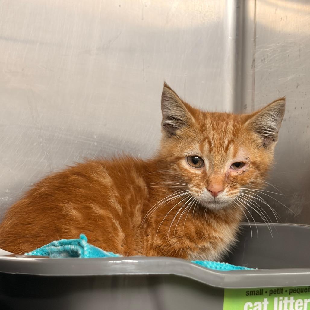 Enlarge Dorito, a Adoptable Domestic Short Hair in Franklin, NC image 1/1