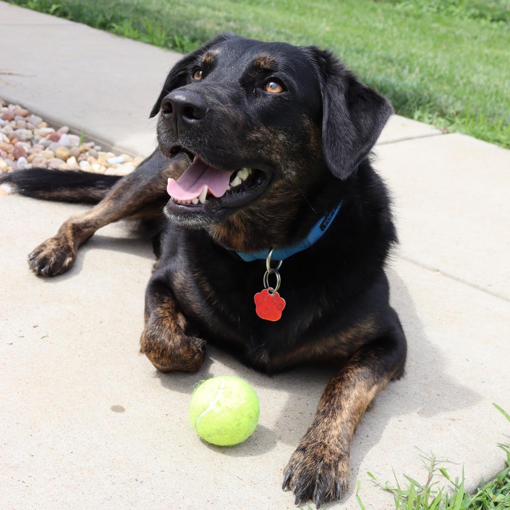 Enlarge Sadie, a Adoptable mixed breed in Festus, MO image 3/6