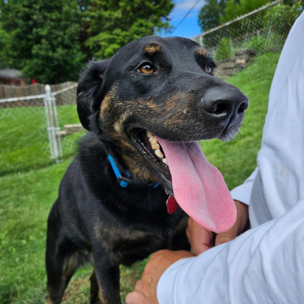 Enlarge Sadie, a Adoptable mixed breed in Festus, MO image 4/6