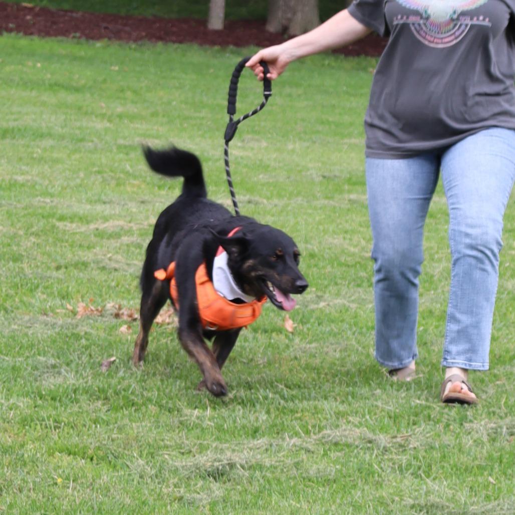 Enlarge Sadie, a Adoptable mixed breed in Festus, MO image 5/6
