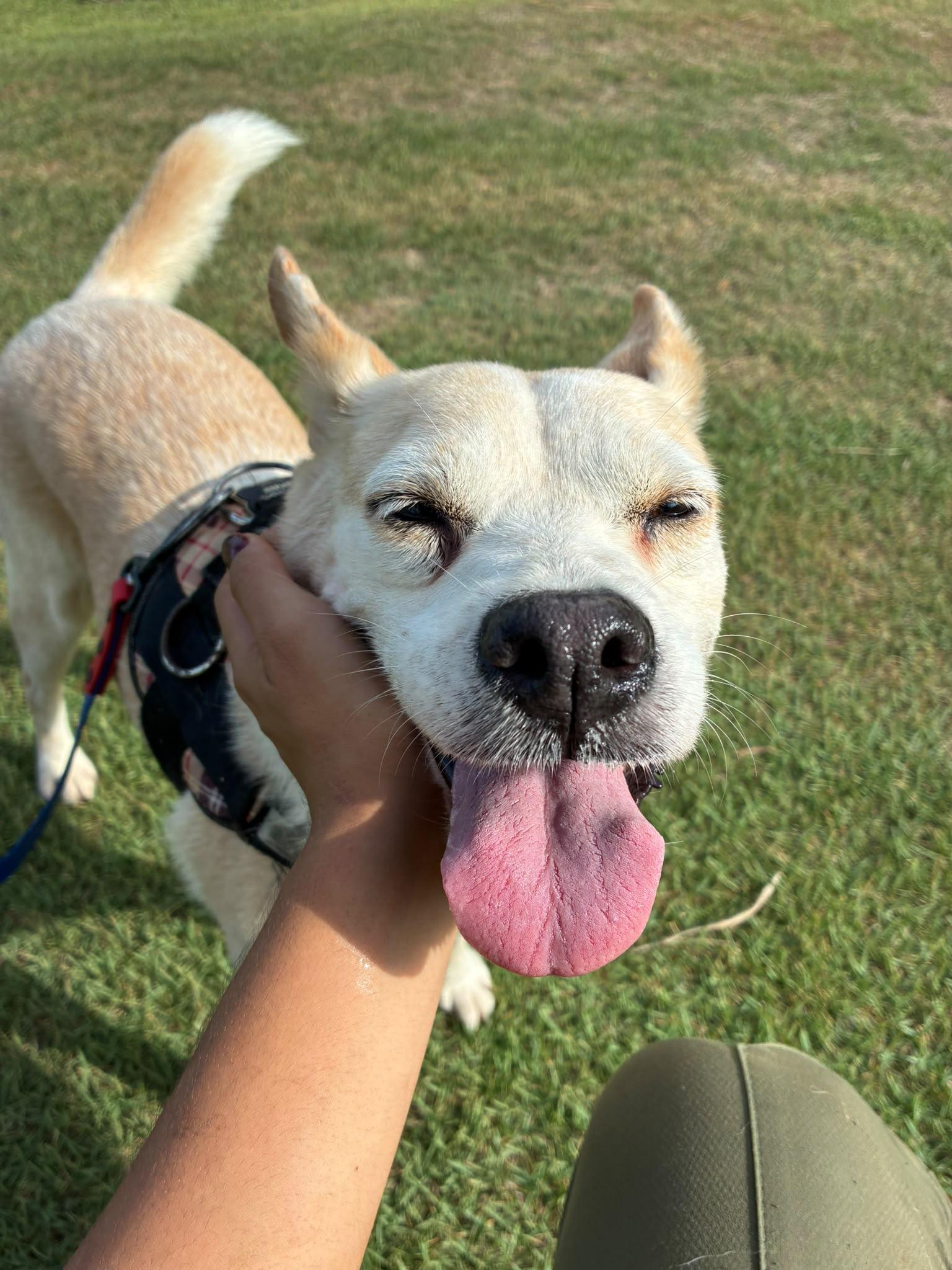 Enlarge Hannah, a Adoptable mixed breed in Rio Grande , PR image 6/6