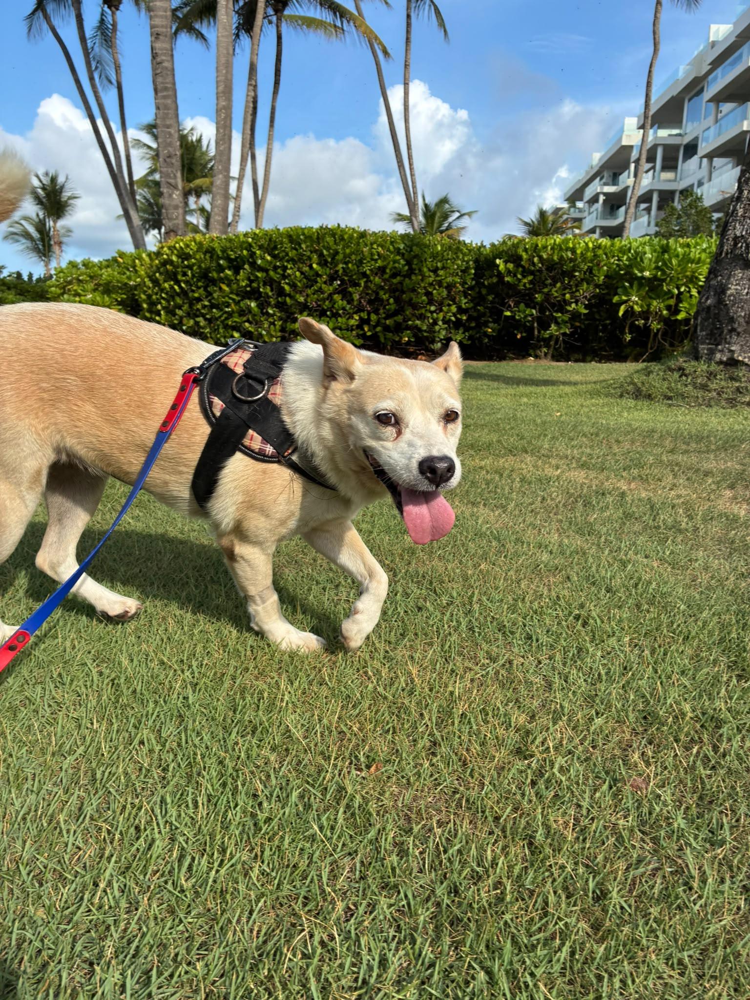 Enlarge Hannah, a Adoptable mixed breed in Rio Grande , PR image 2/6