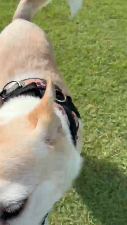 Enlarge Hannah, a Adoptable mixed breed in Rio Grande , PR video 5/6
