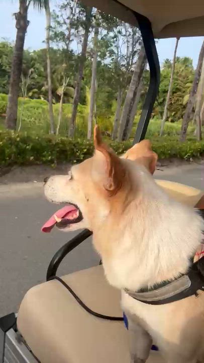 Enlarge Hannah, a Adoptable mixed breed in Rio Grande , PR video 3/6