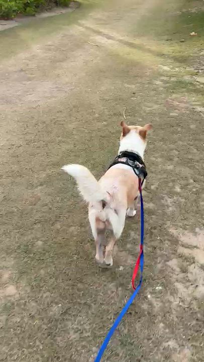 Enlarge Hannah, a Adoptable mixed breed in Rio Grande , PR video 4/6