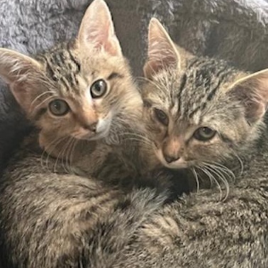 Caveman, a Adoptable Domestic Short Hair in Johnsburg, IL image 6/6