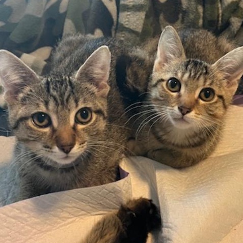 Caveman, a Adoptable Domestic Short Hair in Johnsburg, IL image 5/6