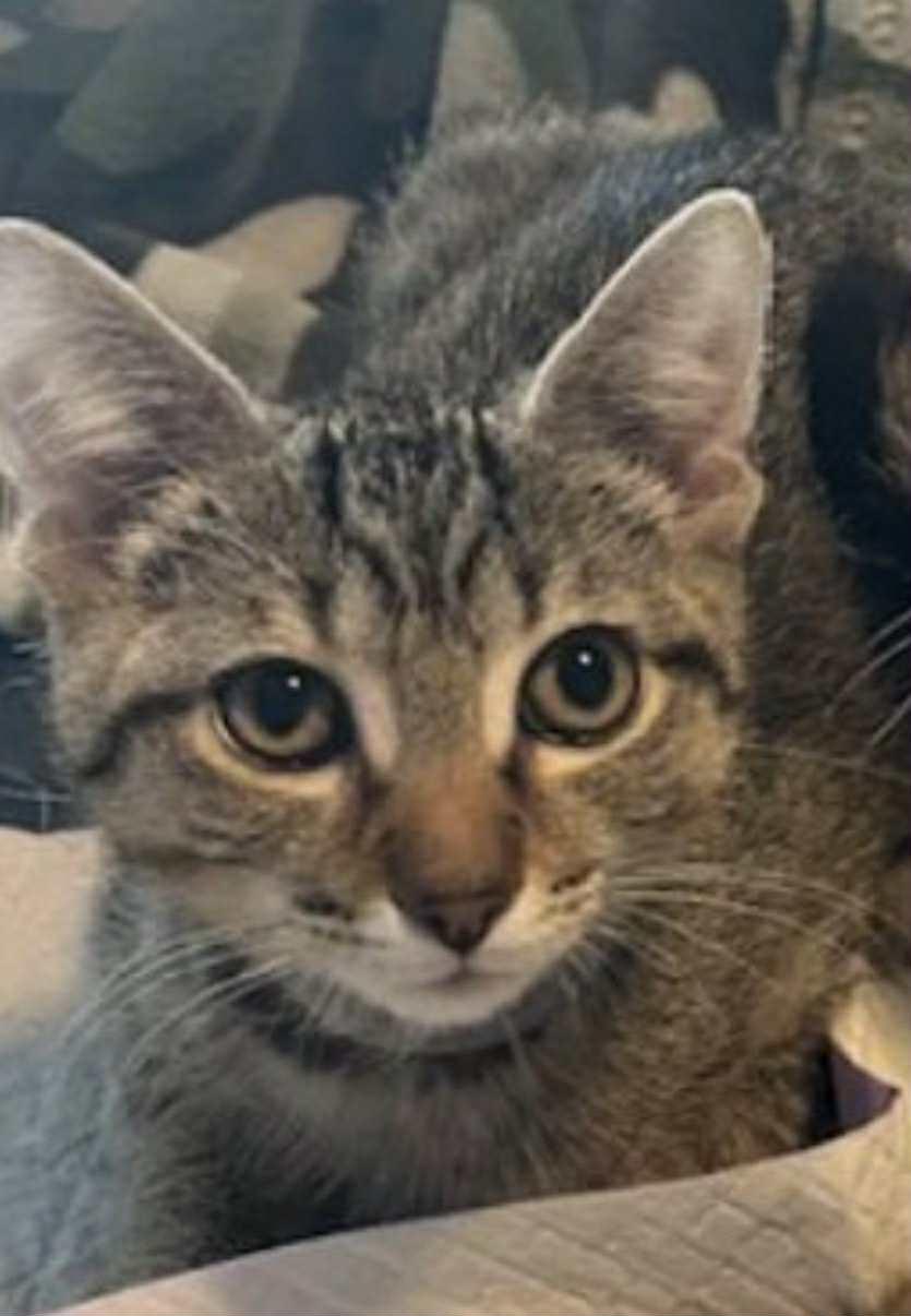 Caveman, Adoptable, Young Male Domestic Short Hair.