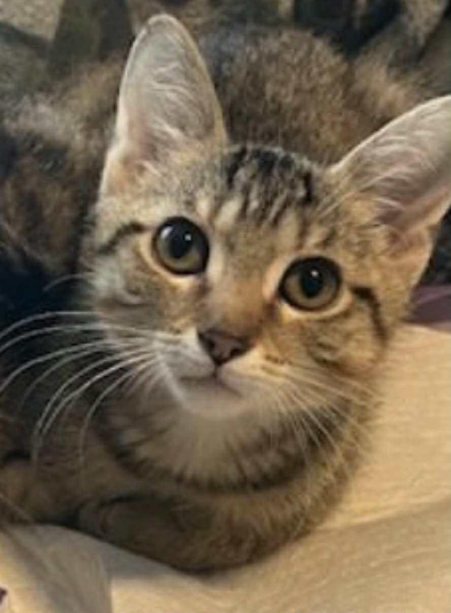 Caveman, a Adoptable Domestic Short Hair in Johnsburg, IL image 2/6