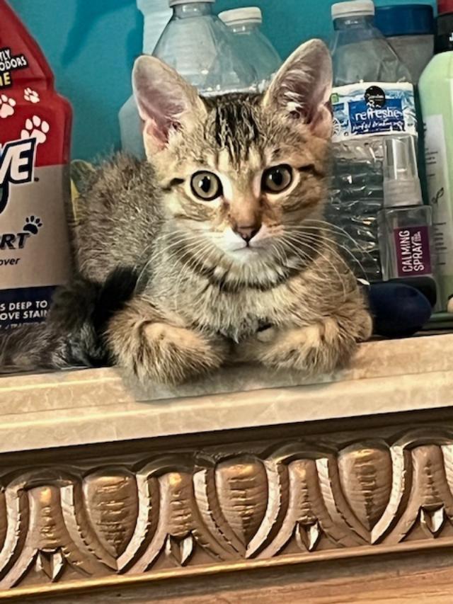 Caveman, Adoptable, Young Male Domestic Short Hair.