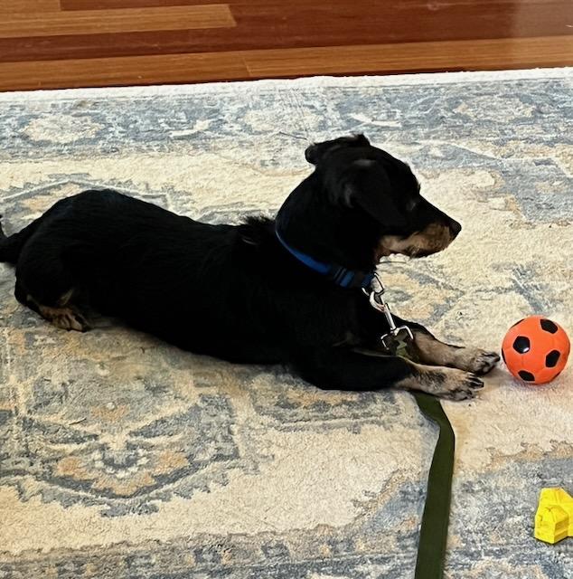 Enlarge REGGIE, a ADOPTABLE mixed breed in Alpharetta, GA image 5/6