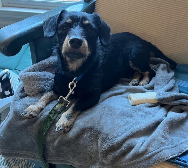 Enlarge REGGIE, a ADOPTABLE mixed breed in Alpharetta, GA image 6/6