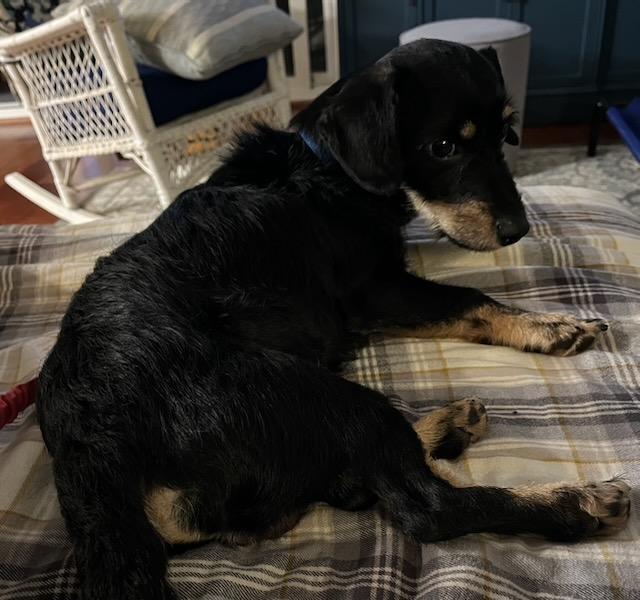 Enlarge REGGIE, a ADOPTABLE mixed breed in Alpharetta, GA image 2/6