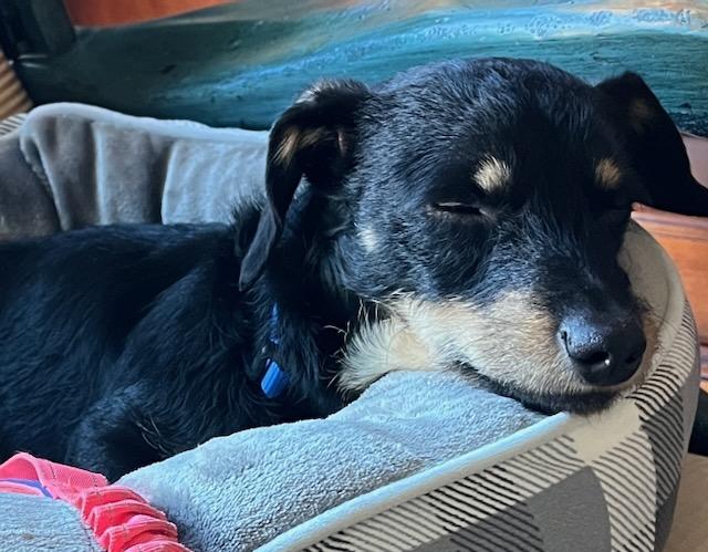 Enlarge REGGIE, a ADOPTABLE mixed breed in Alpharetta, GA image 3/6