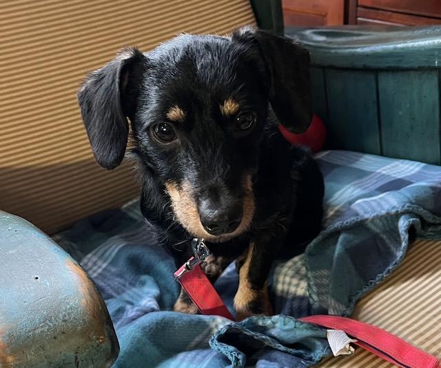 Enlarge REGGIE, a ADOPTABLE mixed breed in Alpharetta, GA image 1/6