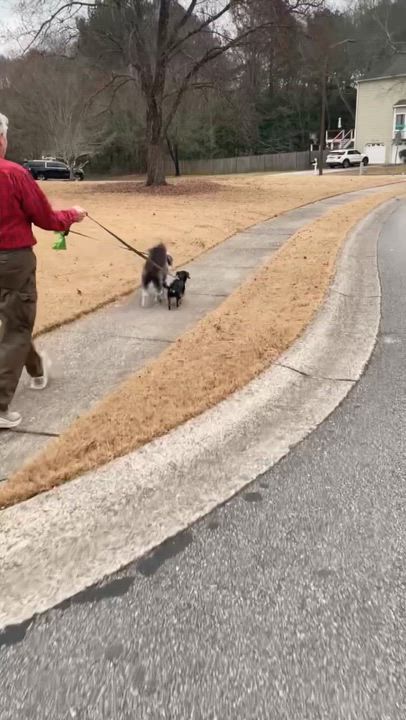 Enlarge REGGIE, a ADOPTABLE mixed breed in Alpharetta, GA video 4/6