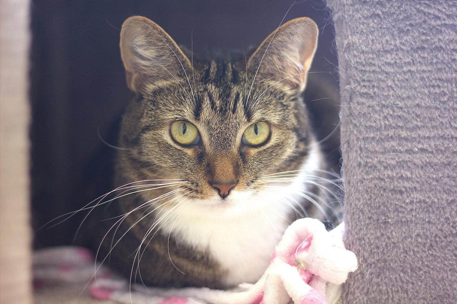 Sakura, Adopted, Adult Female Domestic Short Hair.