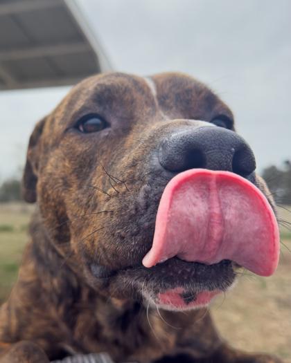 Enlarge Beast, a Adoptable Mixed Breed in Leander, TX image 1/3