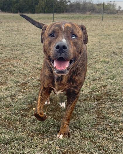 Enlarge Beast, a Adoptable Mixed Breed in Leander, TX image 2/3