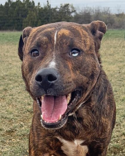 Beast, Adoptable, Adult Male Mixed Breed & Mixed Breed.