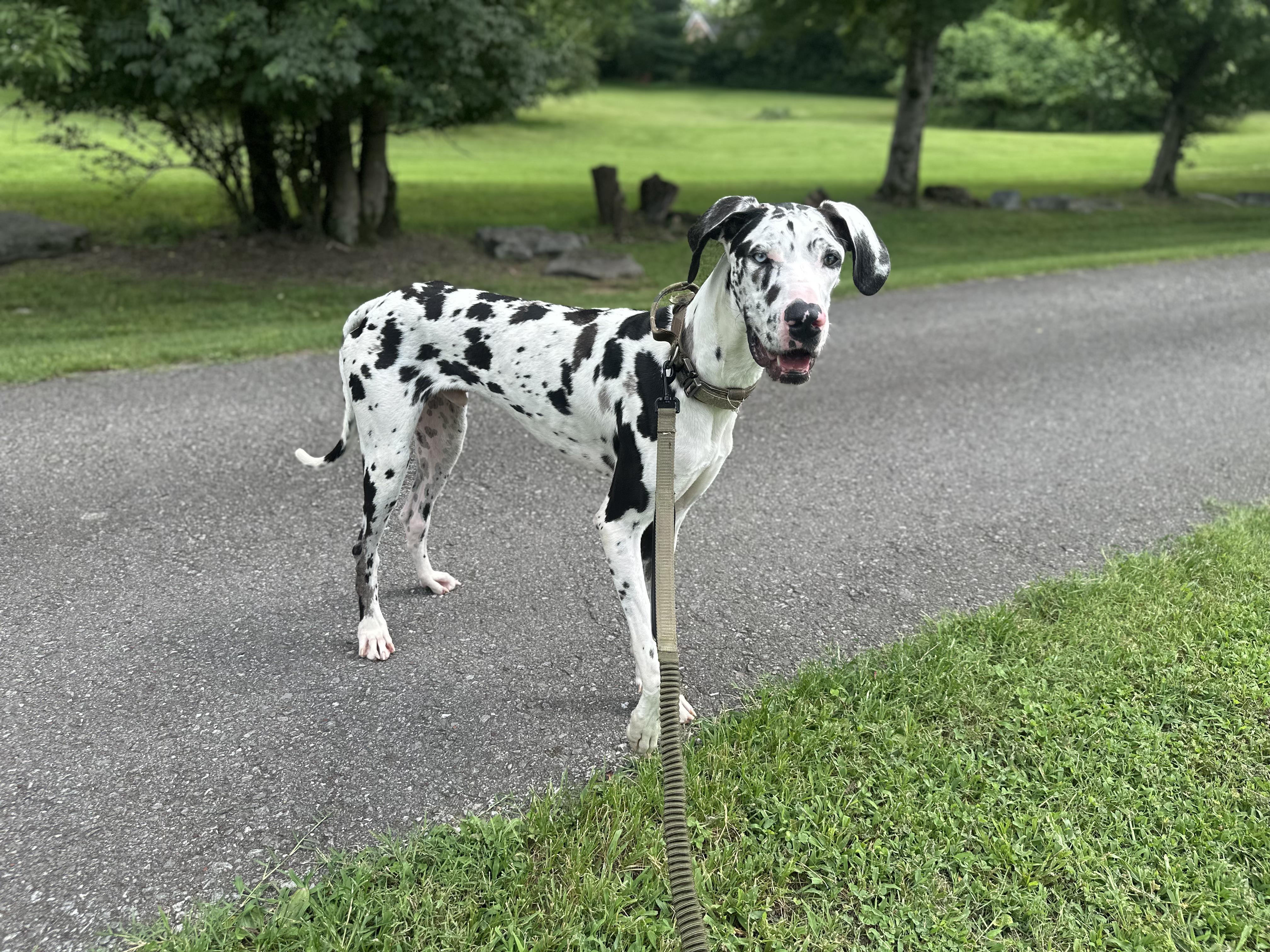 Enlarge Rocky, a ADOPTABLE Great Dane in Antioch, TN image 2/4