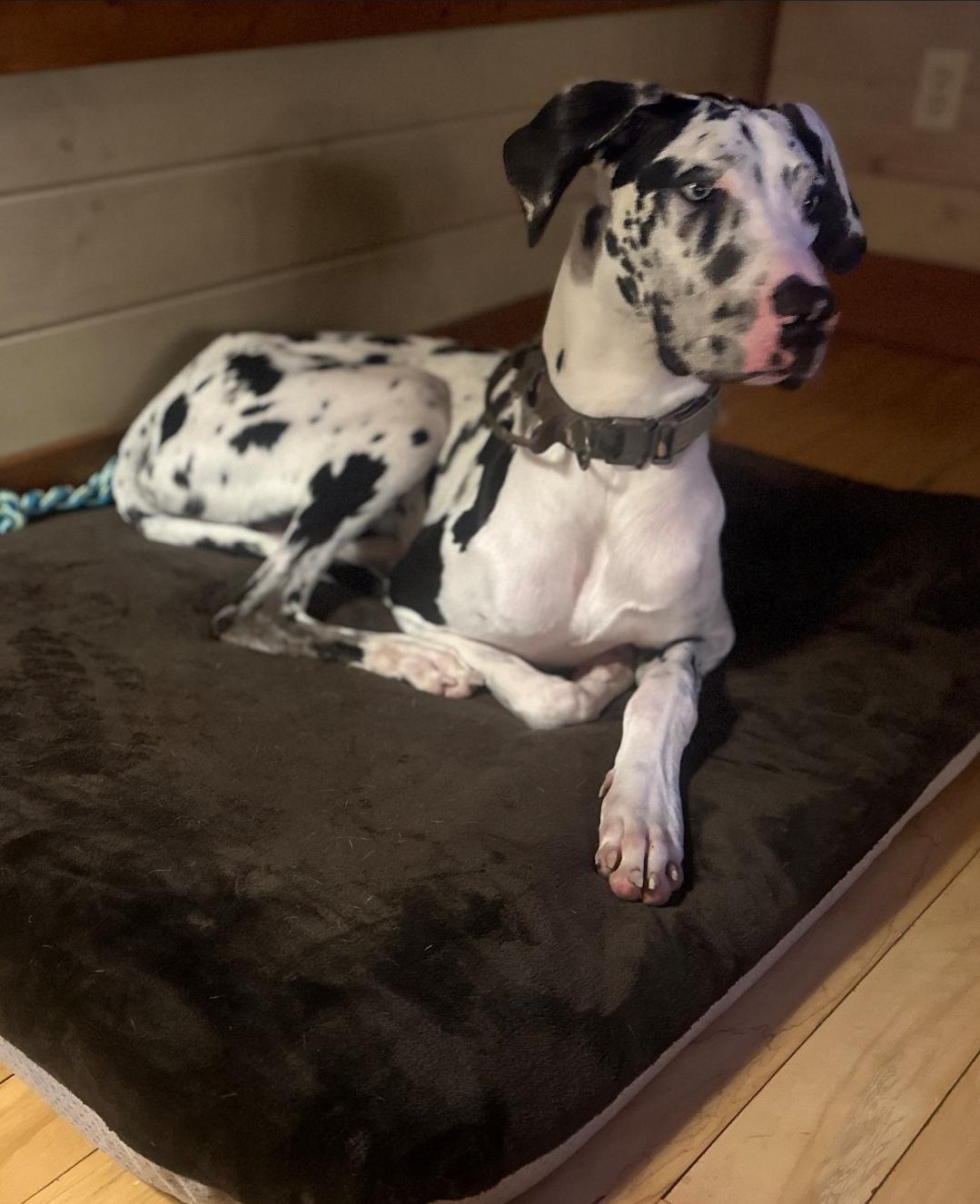 Enlarge Rocky, a ADOPTABLE Great Dane in Antioch, TN image 4/4