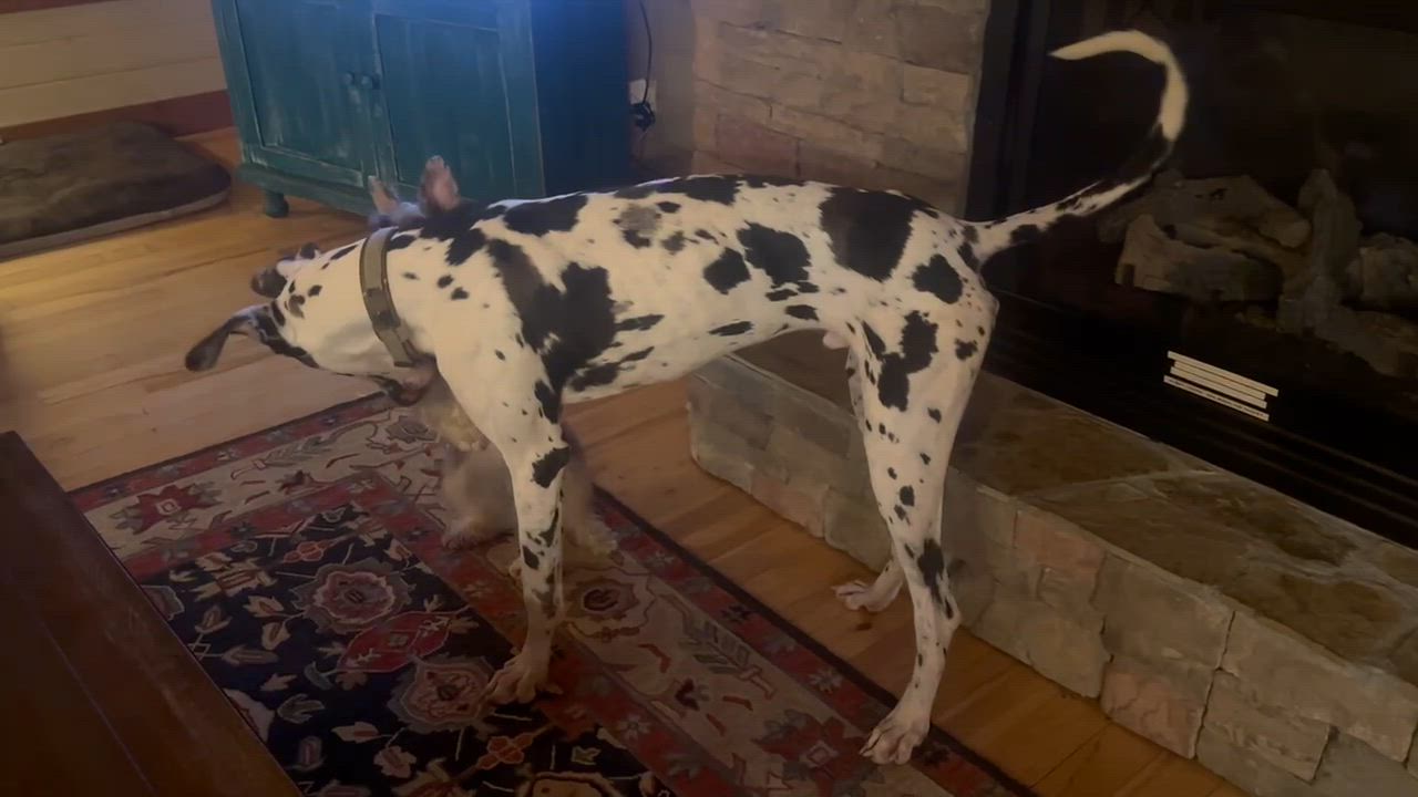 Enlarge Rocky, a ADOPTABLE Great Dane in Antioch, TN video 3/4