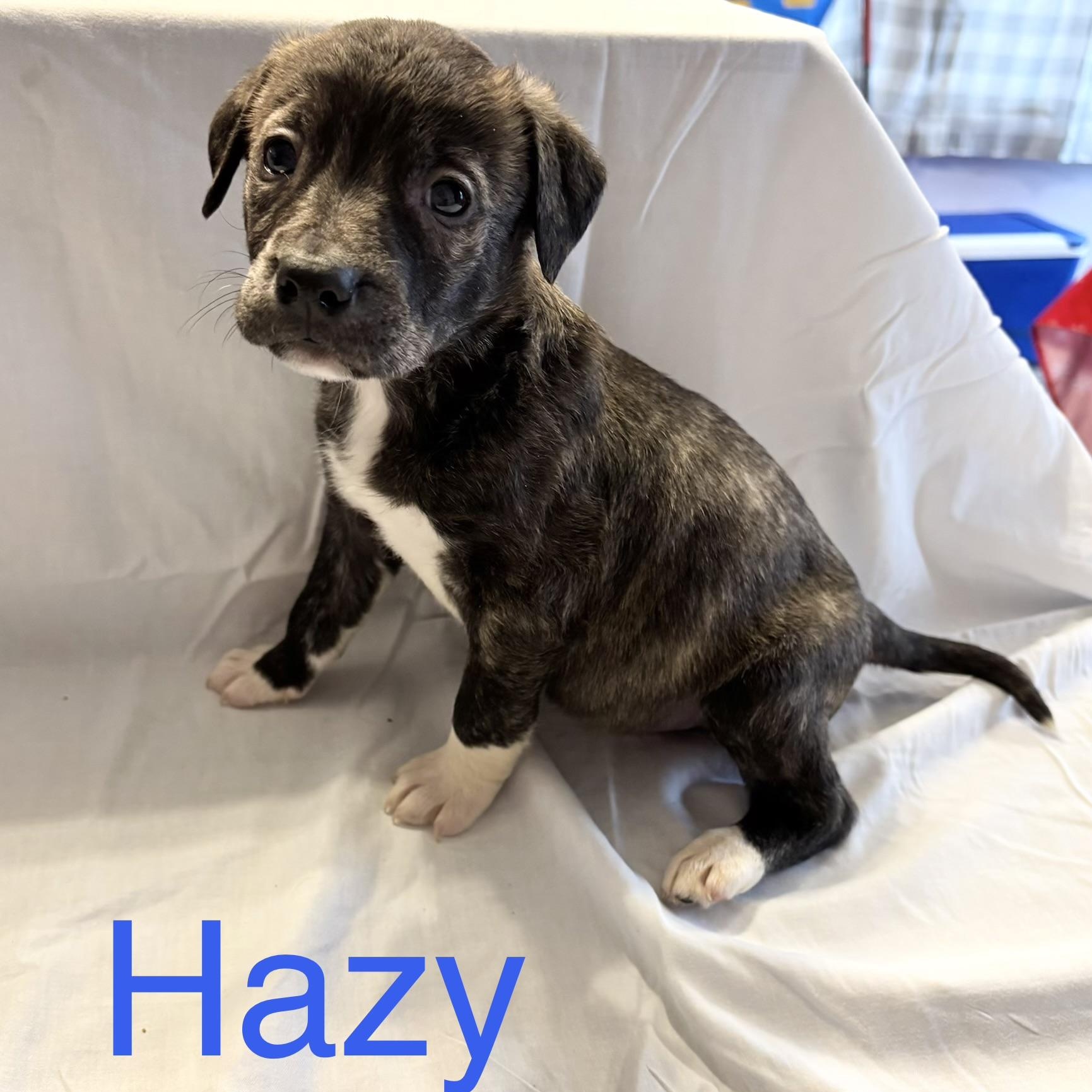 Enlarge Hazy, a Adoptable mixed breed in Hamilton , NJ image 2/2