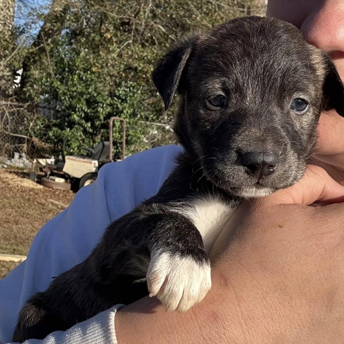 Enlarge Hazy, a Adoptable mixed breed in Hamilton , NJ image 1/2