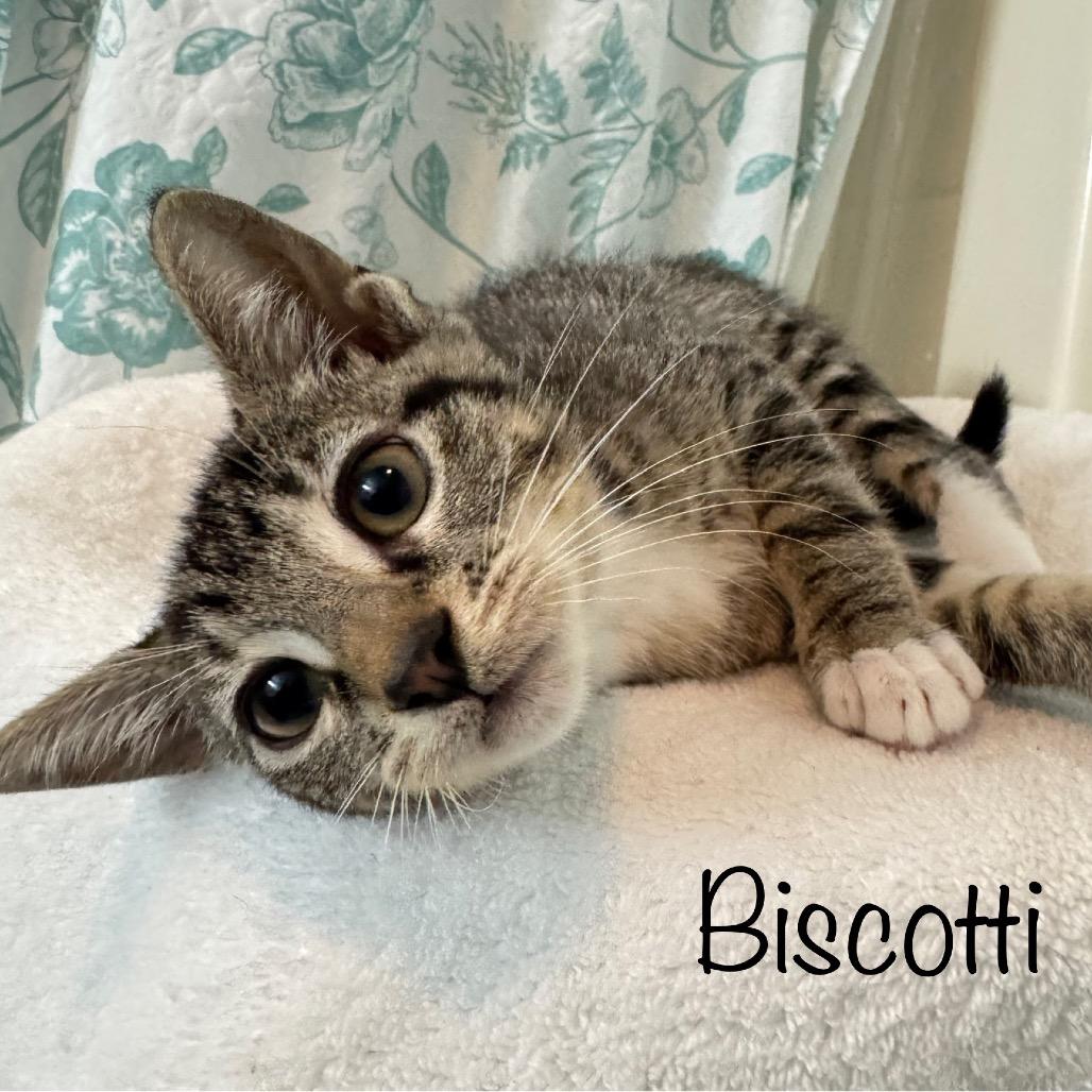 Enlarge Biscotti, a Adoptable Domestic Short Hair in TITUSVILLE, FL image 1/1