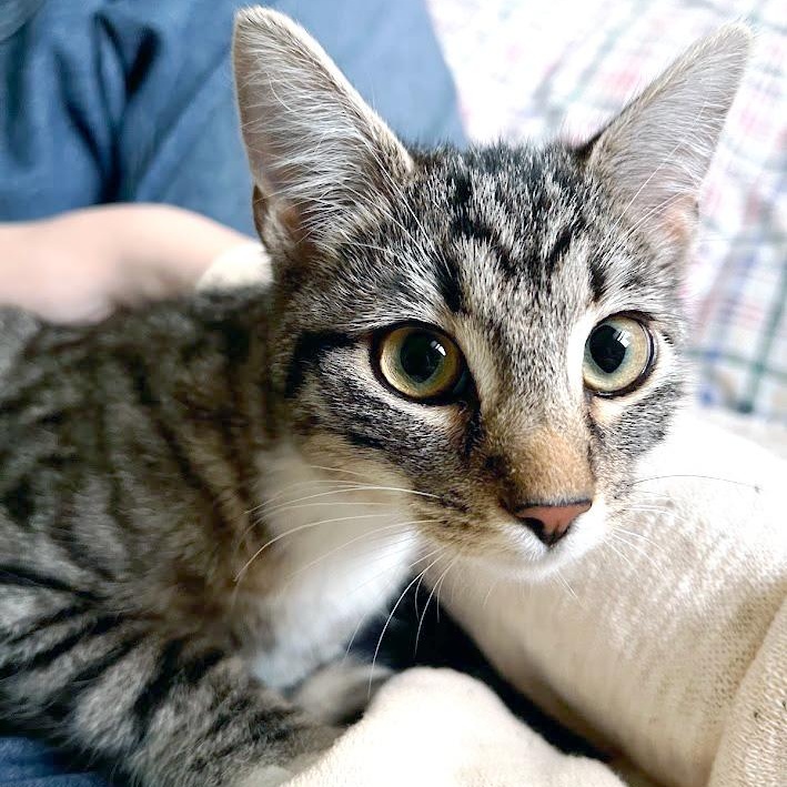 Air Freight, a ADOPTABLE Domestic Short Hair in Apex, NC image 5/5