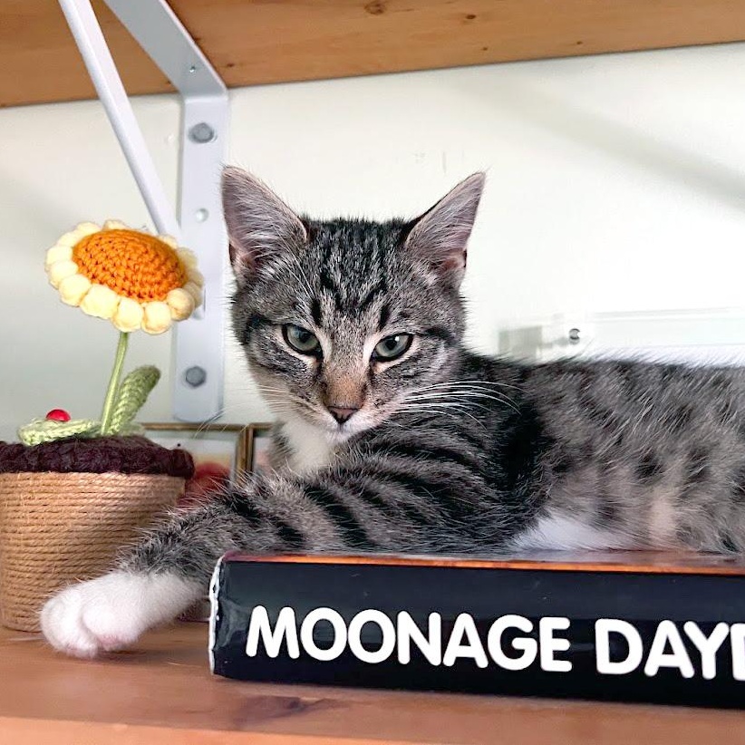 Air Freight, a ADOPTABLE Domestic Short Hair in Apex, NC image 2/5