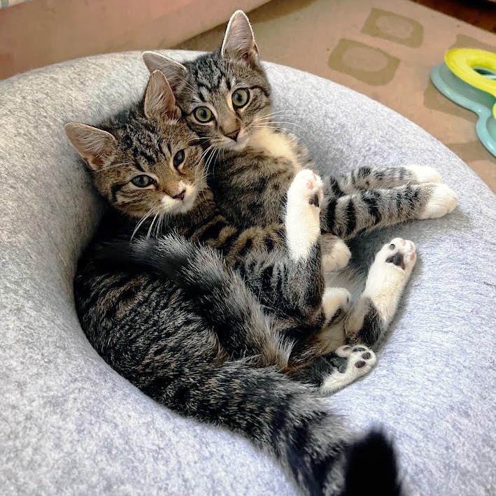 Air Freight, a ADOPTABLE Domestic Short Hair in Apex, NC image 4/5