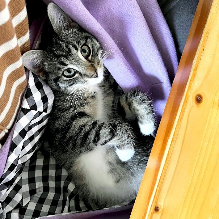 Air Freight, a ADOPTABLE Domestic Short Hair in Apex, NC image 1/5