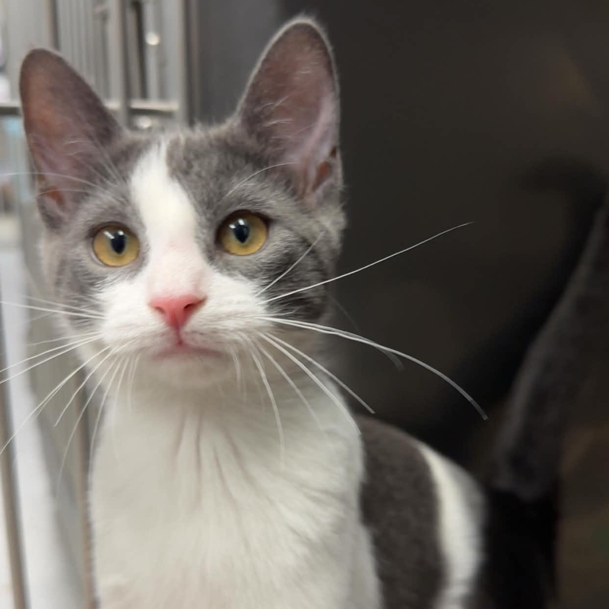 Enlarge Rachel, a Adoptable Domestic Short Hair in Exeter, RI image 1/1