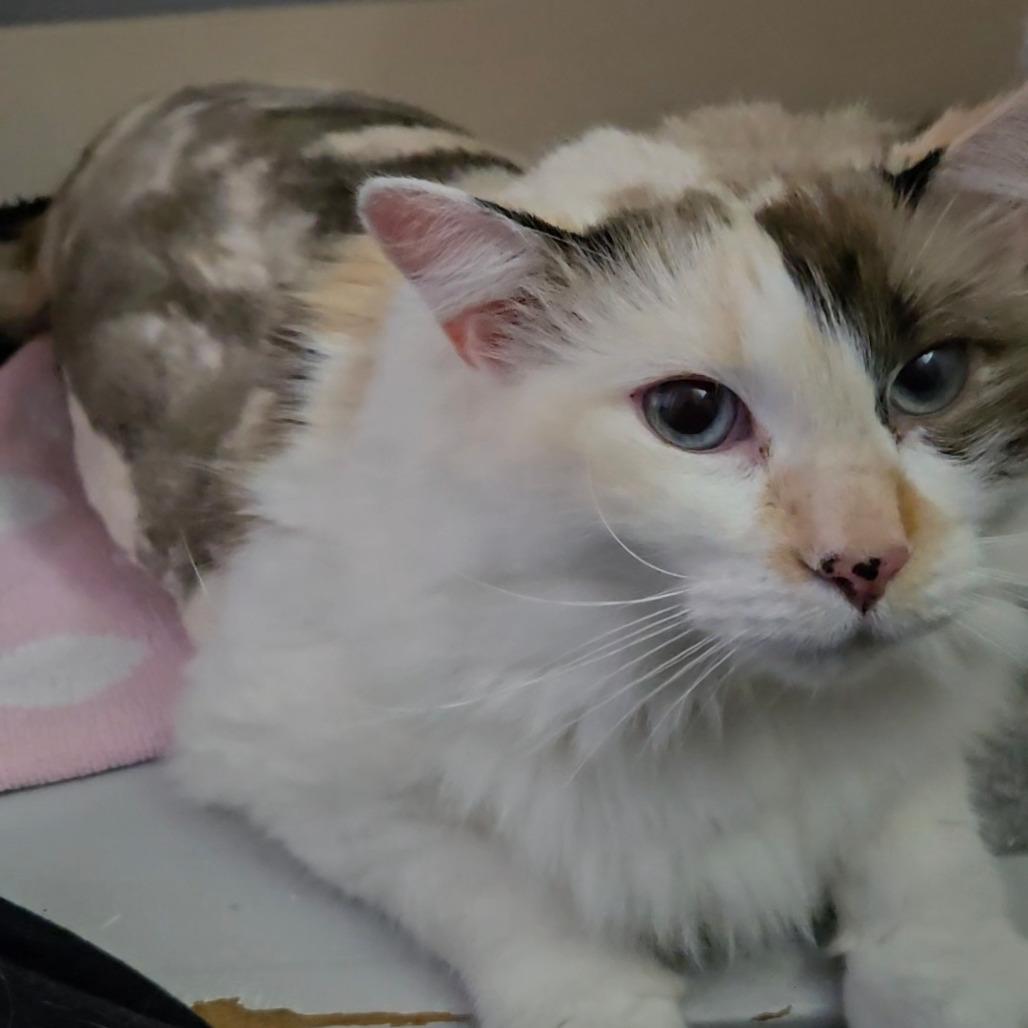Ruth, an adoptable Domestic Long Hair in Nampa, ID, 83651 | Photo Image 1