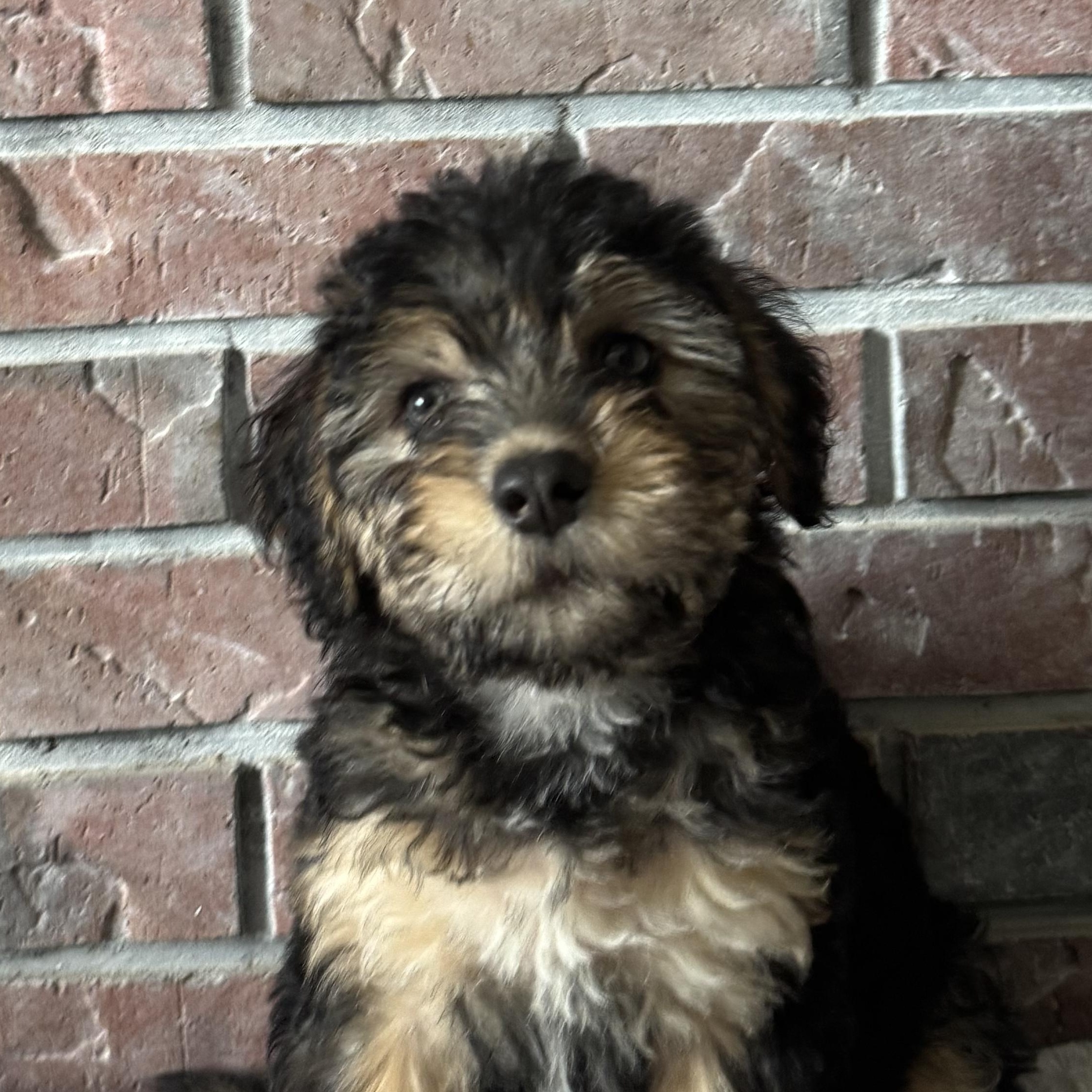 Enlarge Fiona, a Adoptable mixed breed in High Ridge, MO image 2/3