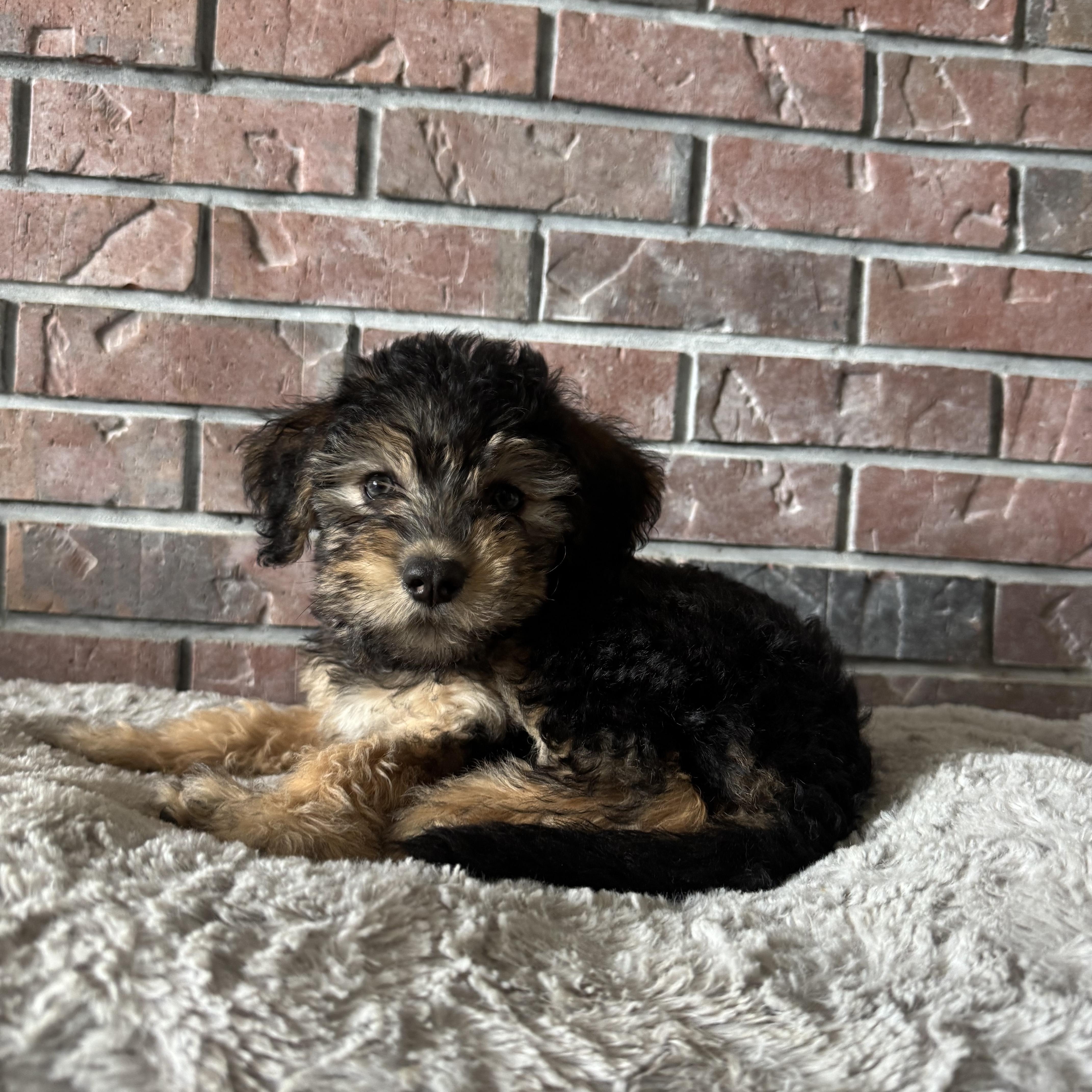 Enlarge Fiona, a Adoptable mixed breed in High Ridge, MO image 3/3